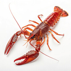 lobster isolated on white
