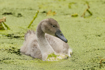cute young mute swan with still gray plumage in the lake, swan chick from the side, young swan  surrounded by duckweed, elegant young cygnus, cygnus with still gray plumage