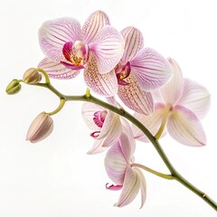A close up shot of a blooming orchid stem with pink striped petals against a white background studio shot