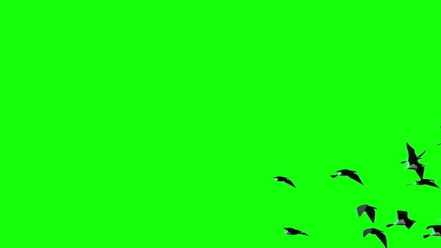 Flying falling flock of birds in formation isolated on green background, chroma key, keyable