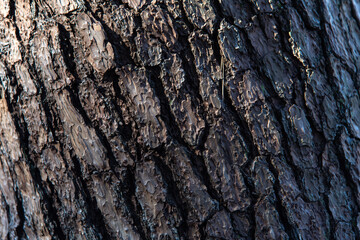 surface of the tree trunk