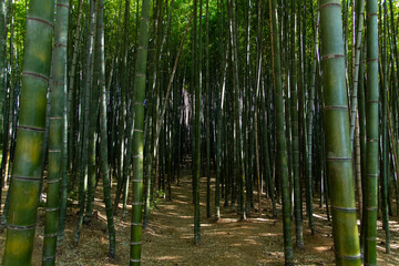 Fototapeta premium bamboo trees in the forest