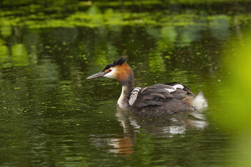 Great crested grebe in splendid plumage from the side, great crested grebe surrounded by green water, great crested grebe reflected in the lake, water bird in splendid plumage, Podiceps cristatus