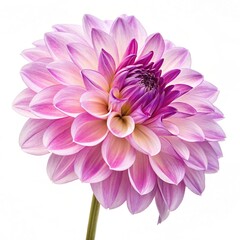 Obraz premium A close up of a dahlia flower with pink and purple petals isolated on a white background studio shot