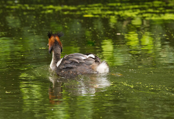 Great crested grebe in splendid plumage view from behind, great crested grebe surrounded by green...
