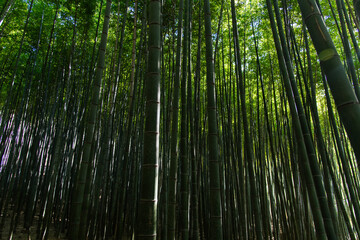 bamboo trees in the forest