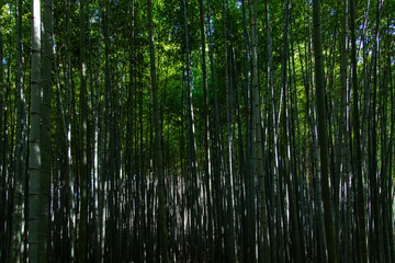 Fototapeta premium bamboo trees in the forest