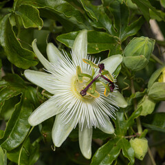 macro image of a white passionflower in full bloom, revealing its delicate filaments and vibrant central structures. Surrounded by lush green foliage, perfect for botanical or wellness-themed visuals