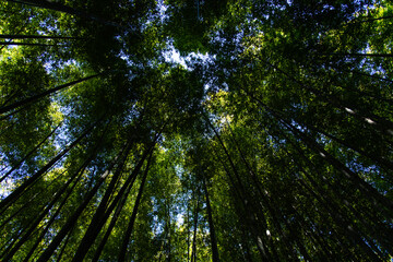 low angle view of the bamboo trees in the forest