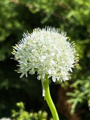 Białe , kwiaty na polskiej wsi  © Maciej G. Szling