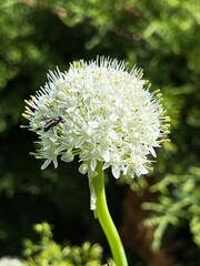 Białe , kwiaty na polskiej wsi  © Maciej G. Szling