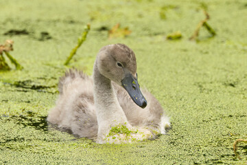 cute young hump with still gray plumage in the lake, 
swan chicks from the side, swan young...