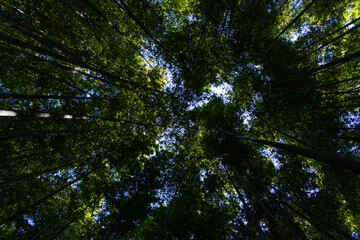 low angle view of the bamboo trees in the forest