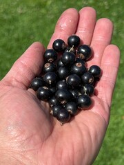 Owoce Czernej porzeczki na dłoni Polska wieś 