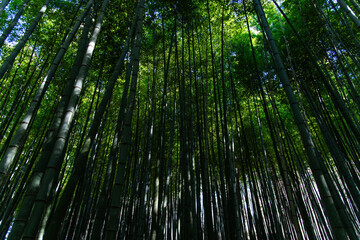 view of the bamboo trees in the forest
