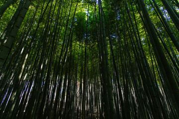 Fototapeta premium view of the bamboo trees in the forest