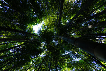 low angle view of the bamboo trees in the forest