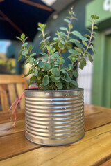 Creative upcycling idea showing  plant growing out of an reused  old metal can,  an outdoor table