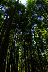 view of the bamboo trees in the forest