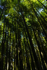 Obraz premium view of the bamboo trees in the forest