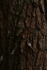 Natural pine bark texture background with natural brown color