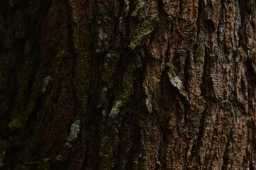 Natural pine bark texture background with natural brown color