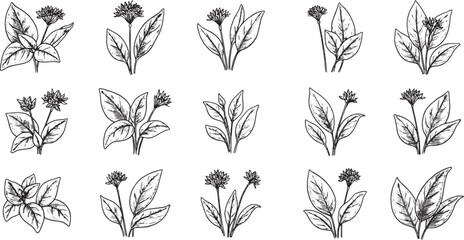 Wild Garlic Plant Illustration Set - Hand-Drawn Black and White Botanical Art