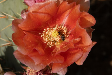 Bee pollinating a red cactus flower