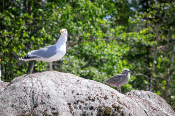 Seagull and seagull chick perched on a rock with a green leafy background on a sunny day