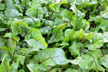 Fototapeta premium Vibrant Beet Greens A Close-Up View of Healthy Leaves