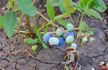 garden Blueberry Plant with Ripe and Unripe Berries close up