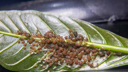 A colony of aphids feeding on coffee leaf nutrients, assisted by ants in a unique symbiotic...
