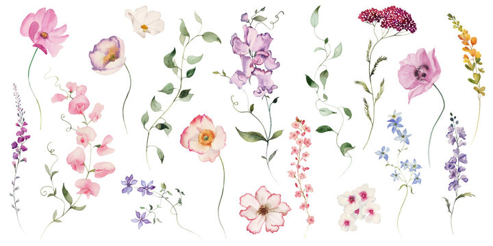 Watercolor floral elements set - bright peach color, white, pink, blue flowers, rose, peony, poppy, tulips, sweet pea, chamomile, ranunculus, buttercups. Green branches. Wedding invitation, clipart.