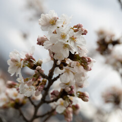 A tree with white flowers is in the foreground