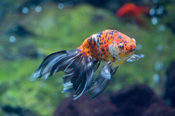 水中を泳ぐ金魚