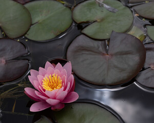Pink water lily amongst dark lily pads