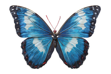 Fototapeta premium Vibrant Blue Morpho Butterfly