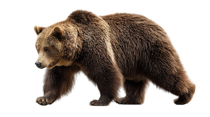 Obraz premium Brown bear walking wildlife animal nature predator mammal grizzly bear photo isolated on transparent background.