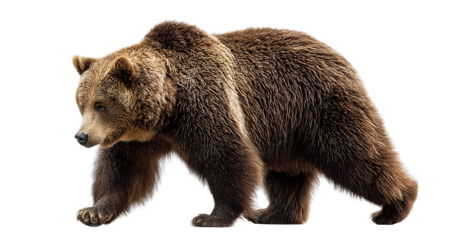 Brown bear walking wildlife animal nature predator mammal grizzly bear photo isolated on transparent background.