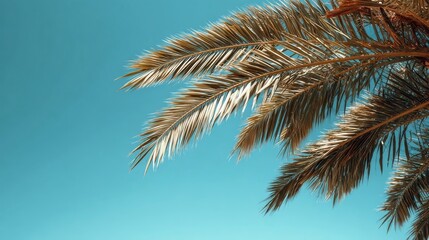Fototapeta premium palm tree on blue sky