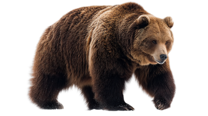 Isolated brown bear walking wildlife animal grizzly bear mammal carnivore predator nature zoo animal isolated on transparent background.