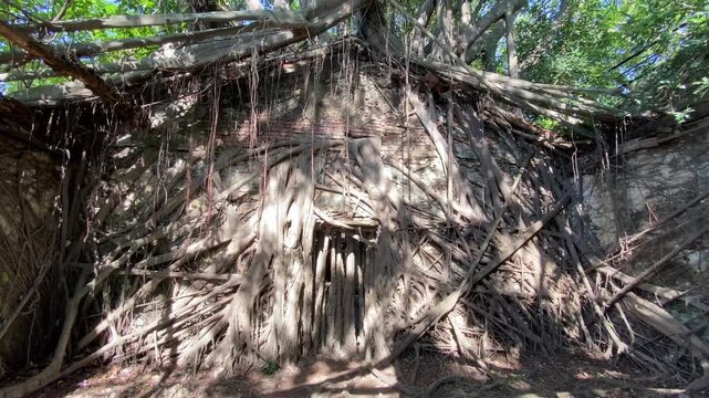 Anping Tree House &mdash; a well-known tourist attraction in Tainan, Taiwan. It was originally the warehouse of the British trading company Tait Company.