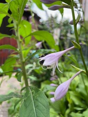 Polska wieś, polne kwiaty, lato  © Maciej G. Szling