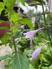 Polska wieś, polne kwiaty, lato  © Maciej G. Szling