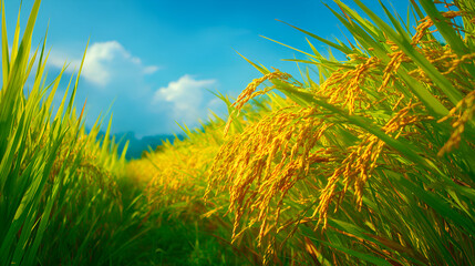 Golden rice growing in paddy field under blue sky
