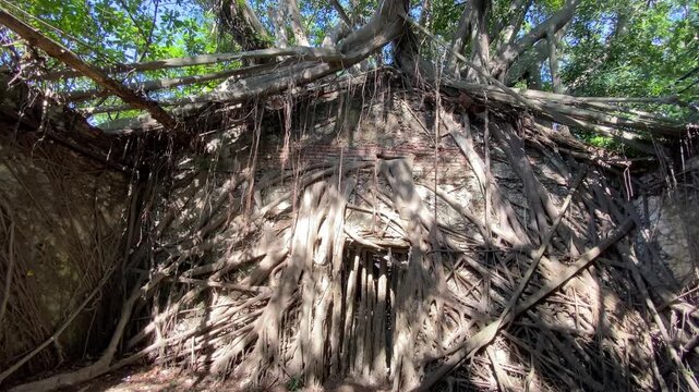Anping Tree House &mdash; a well-known tourist attraction in Tainan, Taiwan. It was originally the warehouse of the British trading company Tait Company.