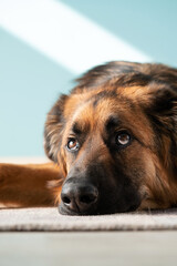 cute german shepherd dog lying on the floor and looking away sadly