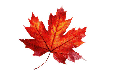 Fototapeta premium Red maple leaf . Isolated on white background . A high resolution PNG image of Red maple leaf .