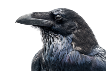 Majestic Raven Close-Up