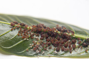 A colony of aphids feeding on coffee leaf nutrients, assisted by ants in a unique symbiotic relationship in agricultural ecosystems.